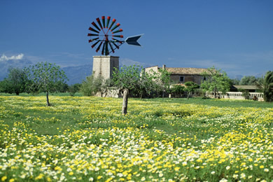 windmill and flower filled fields
