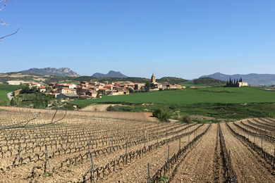 vineyards in La Rioja