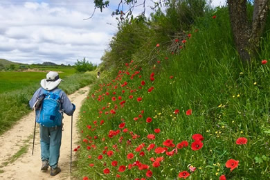 walker and flowers along the camino