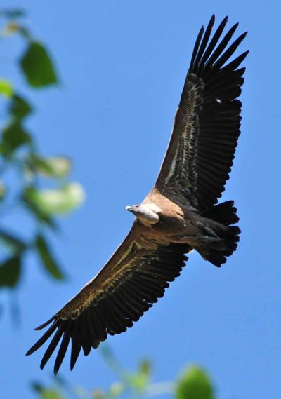 A vulture
