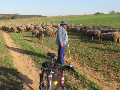 Shepherd and flock